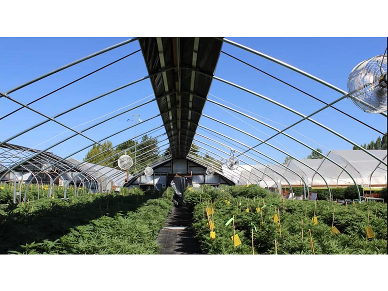 Reliable Supplier Large Glass Greenhouse Cost - Light Deprivation Greenhouse 2021 Standardized Cannabis Cultivation Greenhouse / Cannabis Nursery Greenhouse-PBSG004 – Aixiang