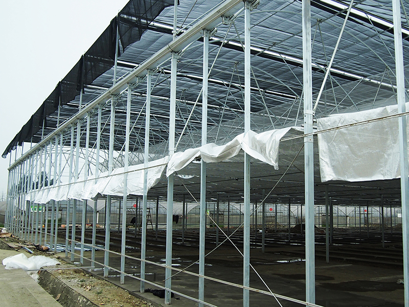 Multi-Span Commercial greenhouse