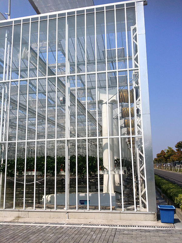 Multi-Span Glass Greenhouse 