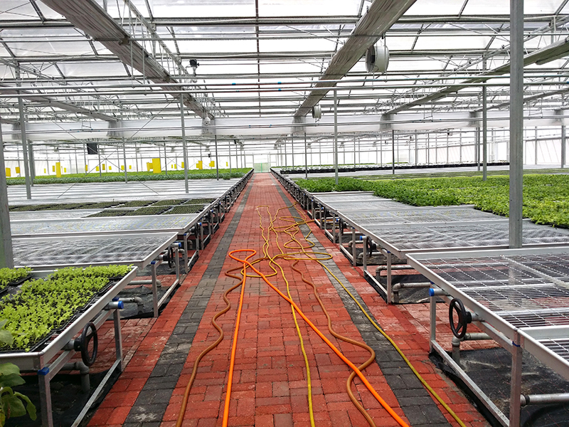 Stort smart produktion jordbruksväxthus med rullbänk-PMV016