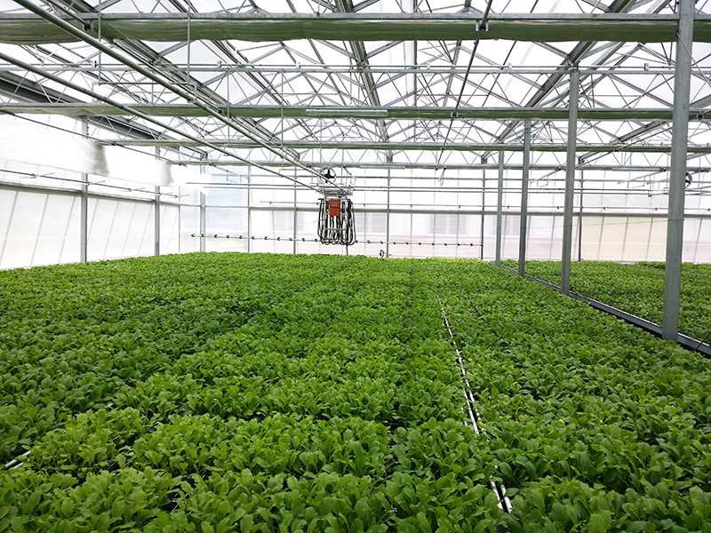 Земјоделска стаклена градина за големо паметно производство со тркалачка клупа-PMV016 Избрана слика