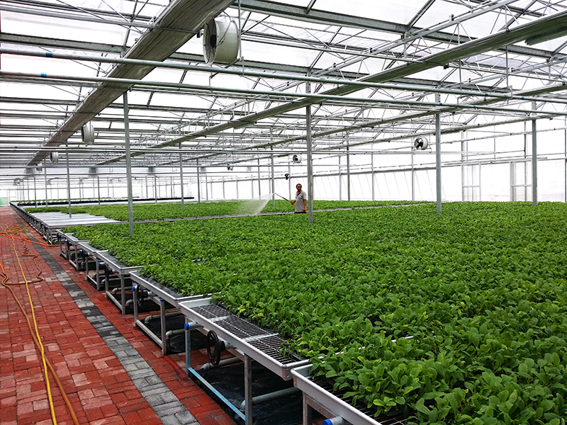 Земјоделска стаклена градина за големо паметно производство со тркалачка клупа-PMV016