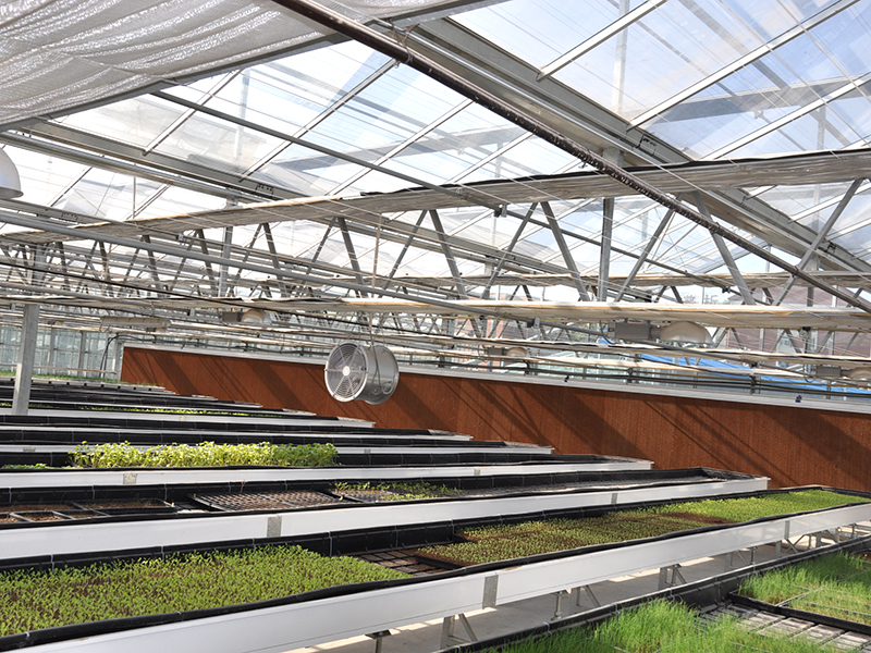Semaian Anak benih Hidroponik Tidal Seedbed Venlo Glass Greenhouse-PMV019