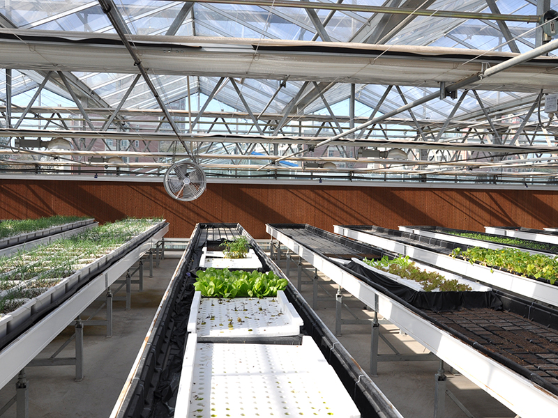 Plantas de cultivo hidropónico Viveiro Tidal Seedbed Venlo Glass Greenhouse-PMV019
