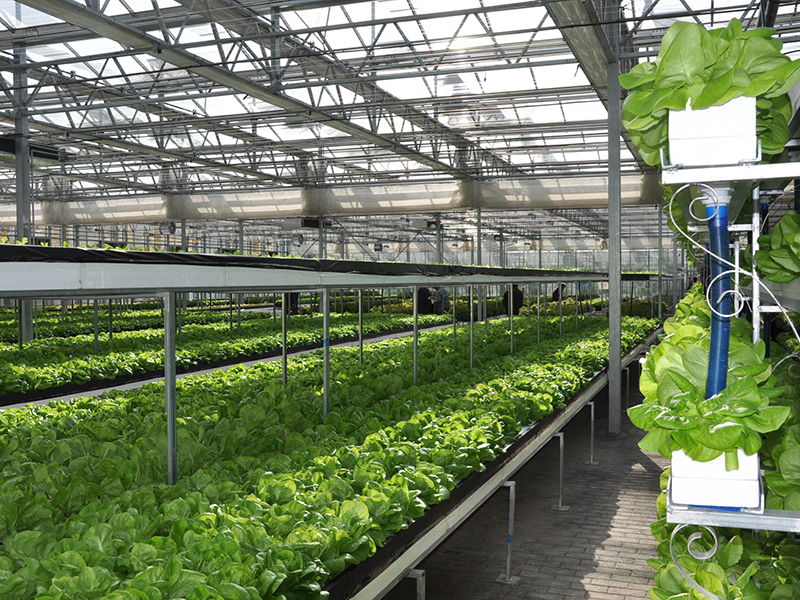 2021 wholesale price Green Span Profiles – Venlo Glass Greenhouse Hydroponics Vegetable Production-PMV020 – Aixiang