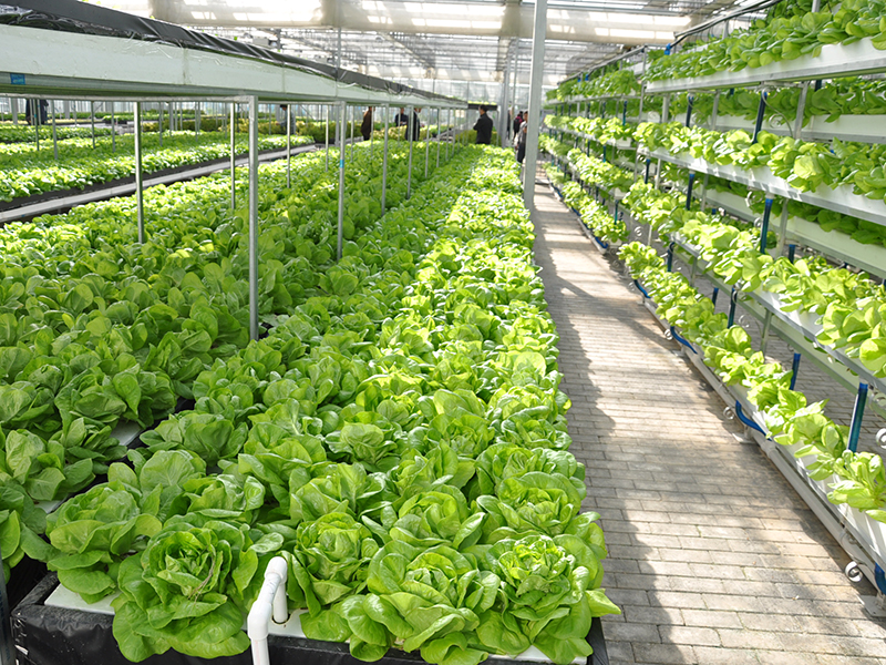 2021 wholesale price Green Span Profiles – Venlo Glass Greenhouse Hydroponics Vegetable Production-PMV020 – Aixiang