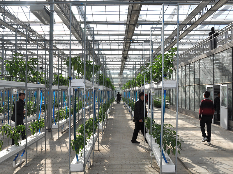 Venlo Glass Greenhouse Hydroponics Vegetable Production-PMV020