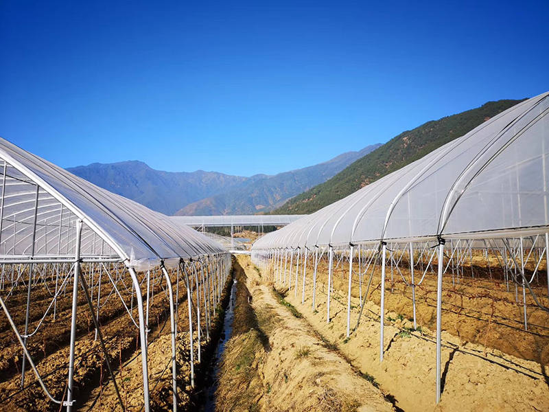 Super Purchasing for Ten Tunnels - Cheap price Grape Greenhouse China Commercial Farming Planting Covered with Po/PE/PP Film-PTD004 – Aixiang