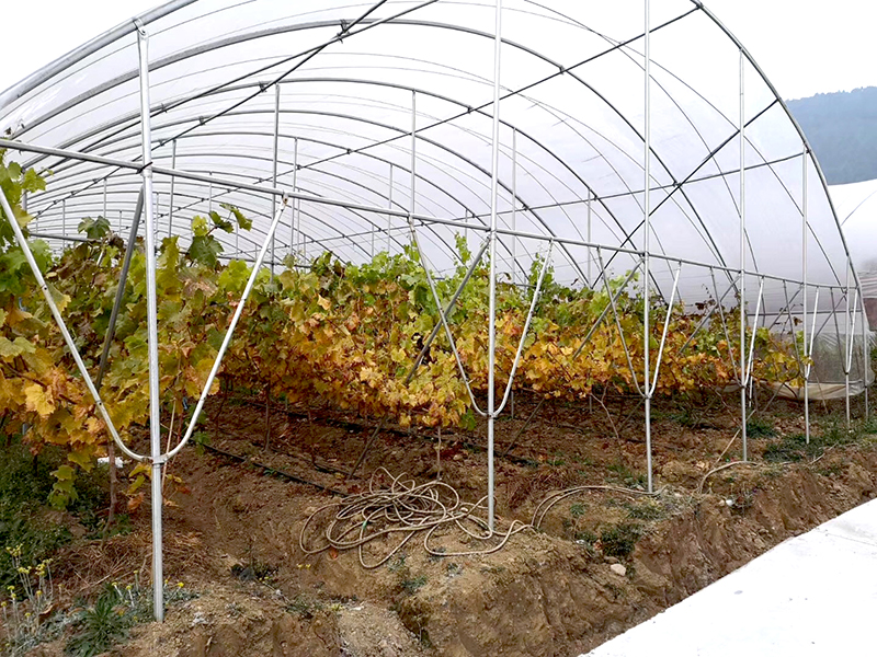 Cheap price Grape Greenhouse China Commercial Farming Planting Covered with Po/PE/PP Film-PTD004