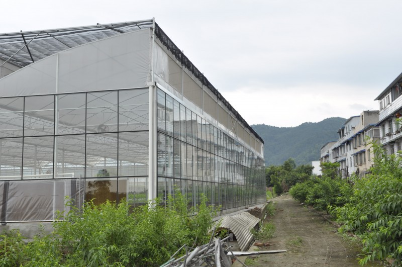 Agricultural ventilate Glass and plastic fim sawtooth greenhouses structure with hydroponic system
