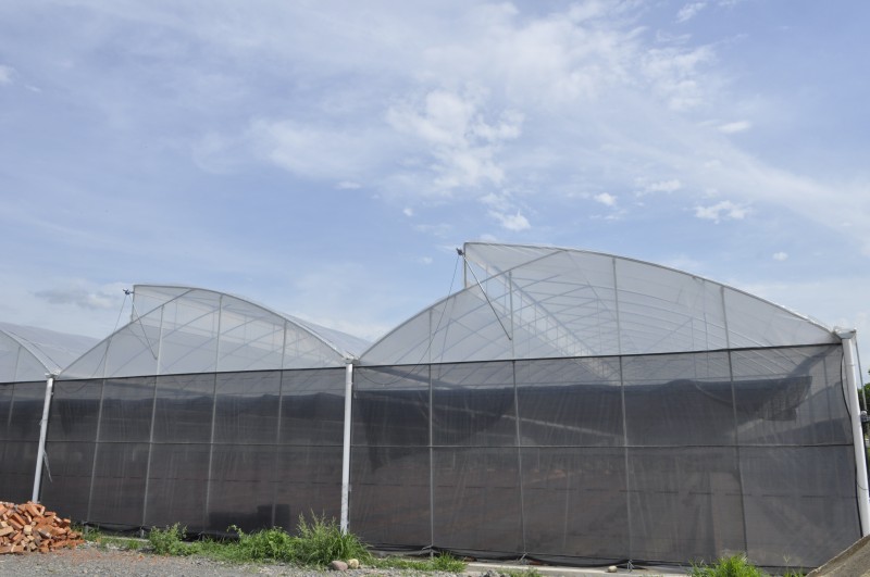 Hot Sale Sawtooth Film Greenhouse Multi Span Green House Commercial Greenhouses with Irrigation System