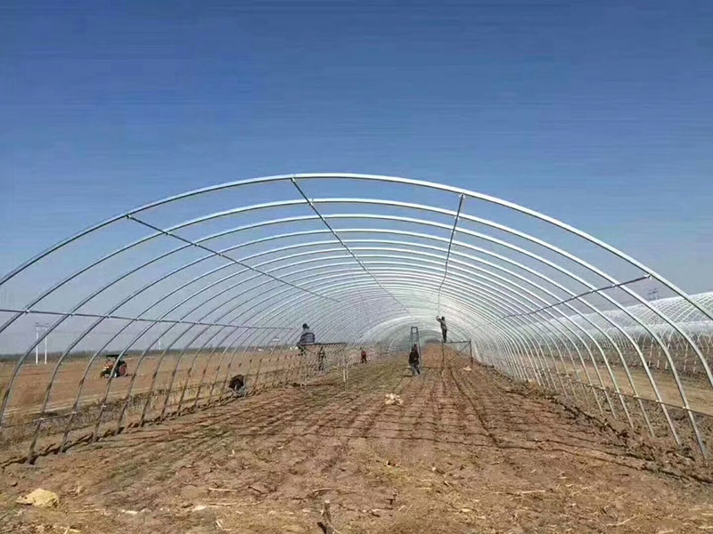 In Stock Fast Delivery Agricultural Single-span Plastic Tunnel Strawberry Greenhouse For Sale-PTD001 Featured Image