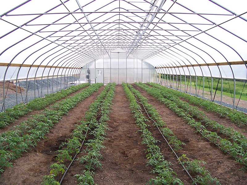 Kína OEM Kína Single Span/Commercial/Göng/Film Polycarbonate Farm Agriculture Greenhouse-PTG001