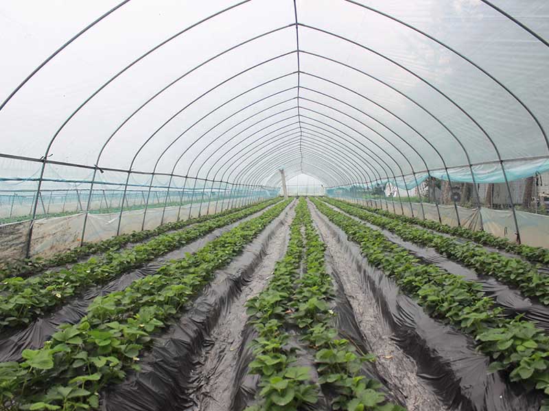 Kína OEM Kína Single Span/Commercial/Göng/Film Polycarbonate Farm Agriculture Greenhouse-PTG001