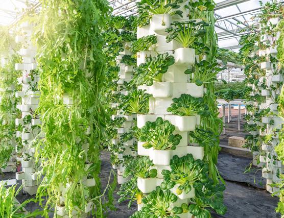 Vertical Hydroponic Nft System