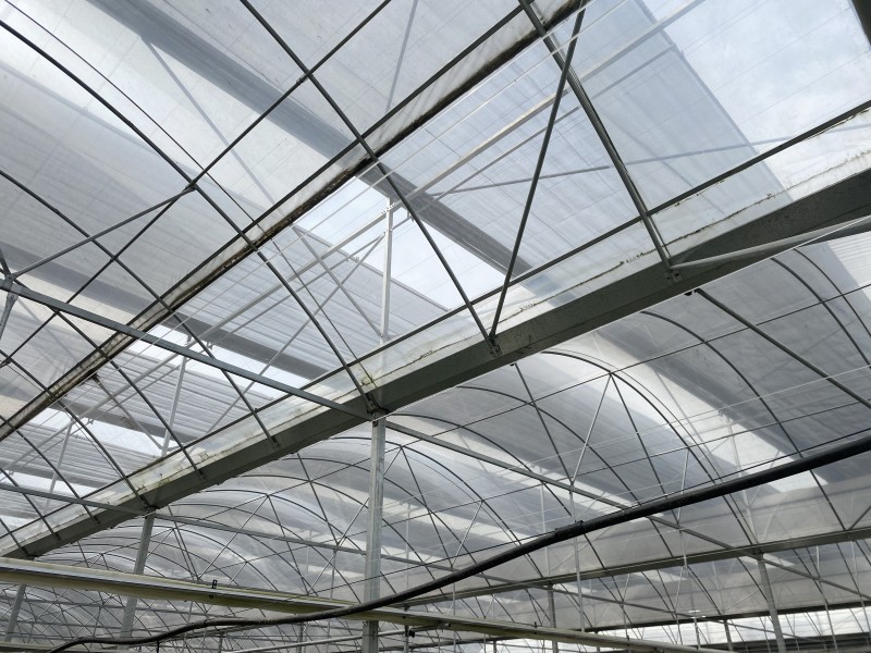 Película de plástico de capa única comercial Green House para cultivo de flores Invernaderos agrícolas de varios tramos con sistema hidropónico