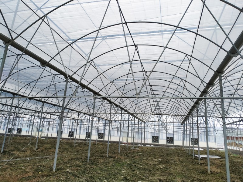 Mbjellje ftohjeje/tifoz Serë me shumë hapësirë ​​me ventilator qarkullimi/sistem ftohjeje për mbjellje komerciale-PMD004