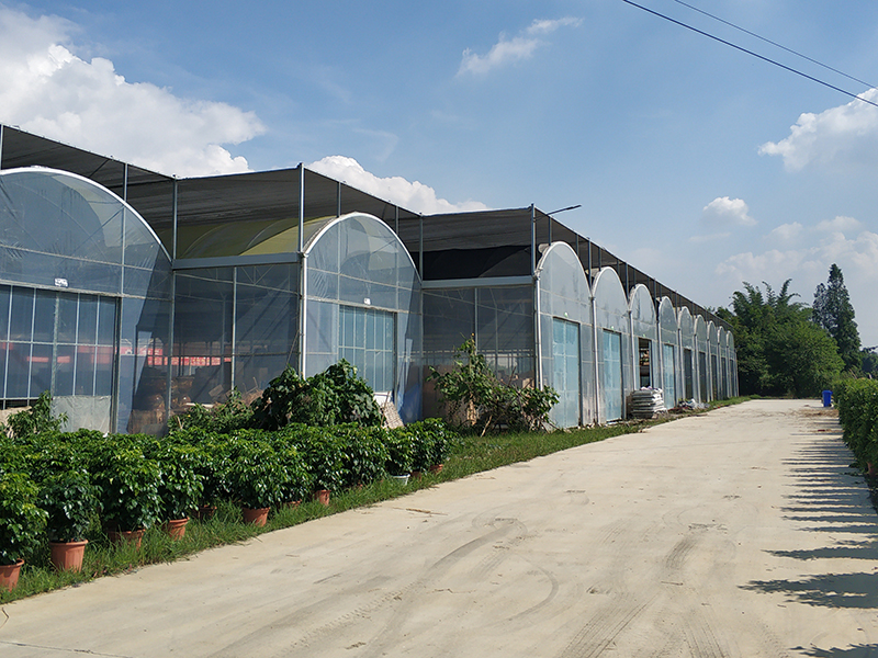 Производство на кинеска стаклена градина со повеќе распон со хидропонски системи за одгледување за овошје и цвеќиња-PMD003