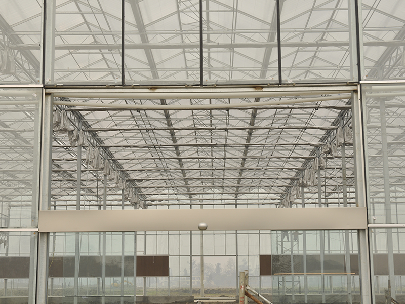 Venlo Style Glass Greenhouse (1)