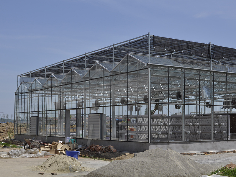 Multi-span Glass Greenhouse (3)