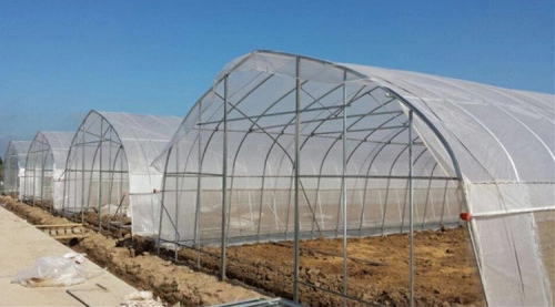 Economical single layer PE Poly tunnel Greenhouse single-span tomato greenhouse for vegetable