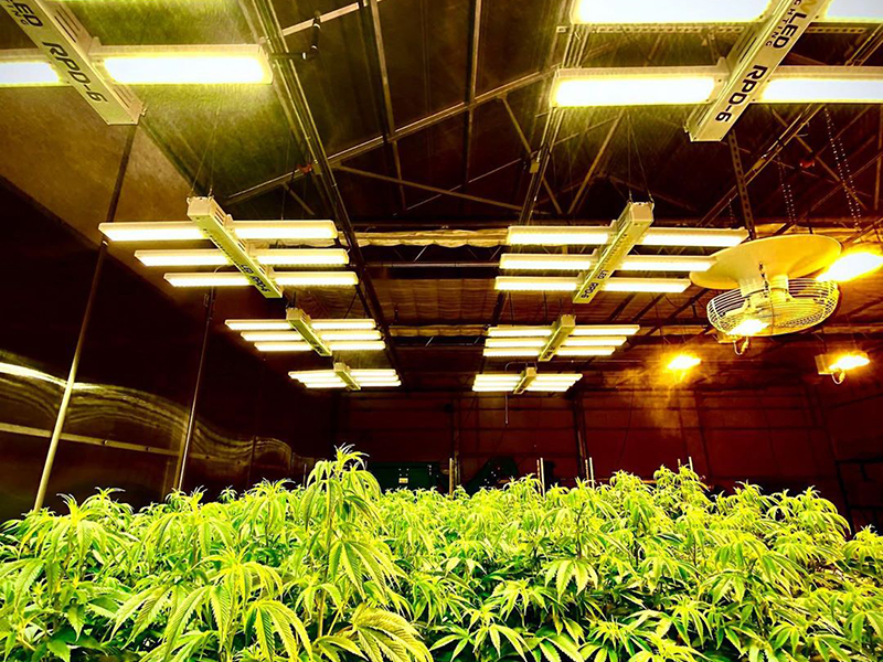 Smart cannabisväxthus med automatisk ventilation & automatisk bevattning & belysningssystem-PBMG004
