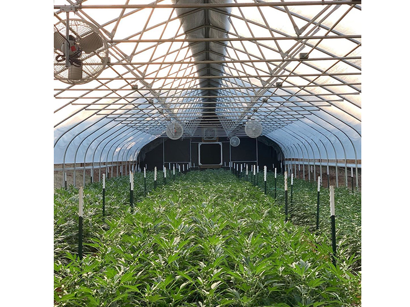 2021 중국 도끼 브랜드 타원형 튜브 미니 필름 아치 터널 대마초 Sativa Growing-PBSG002에 대한 정전 온실