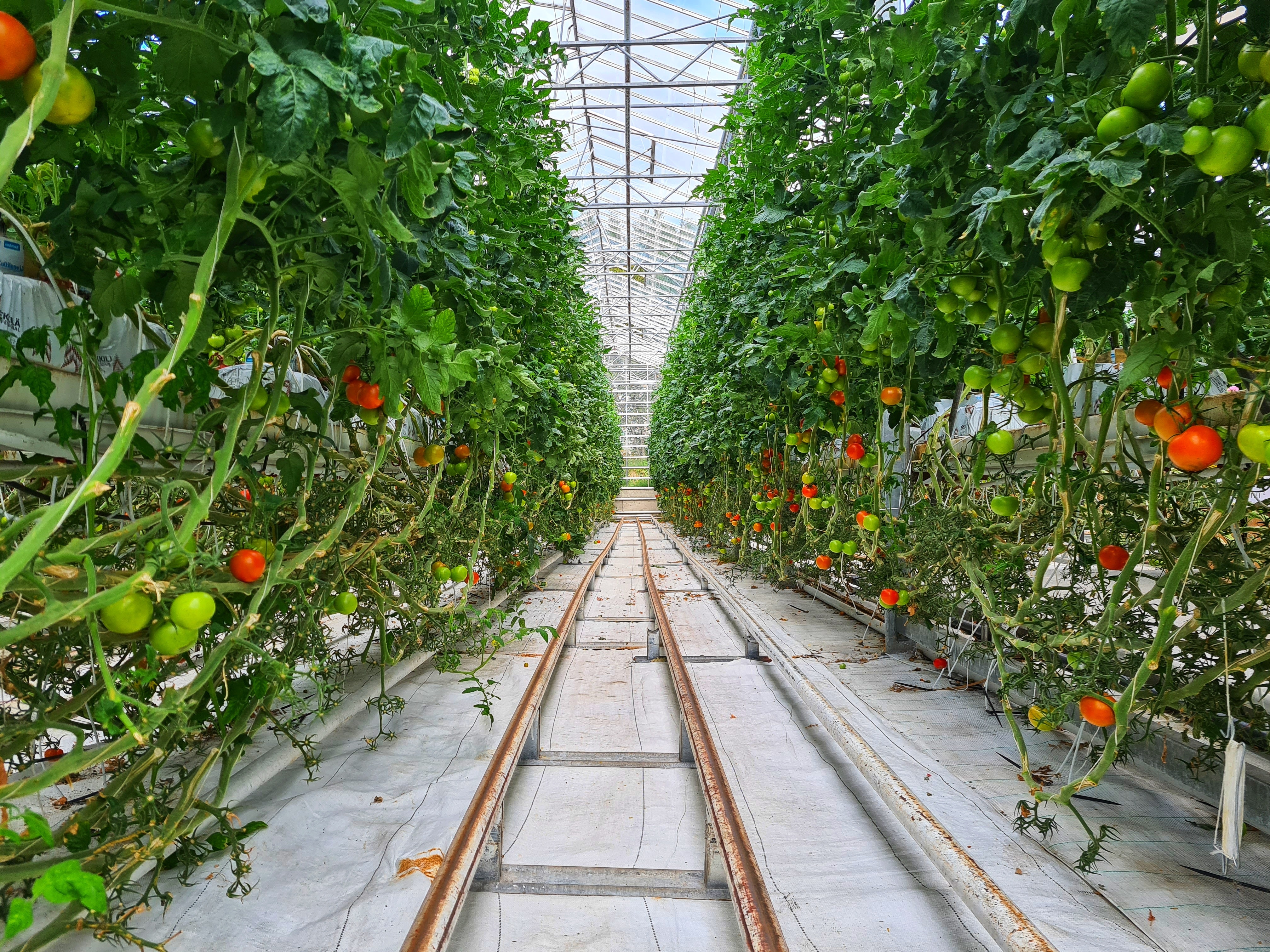 Organic vegetable planting technology development丨Aixiang focus on greenhouse construction & design