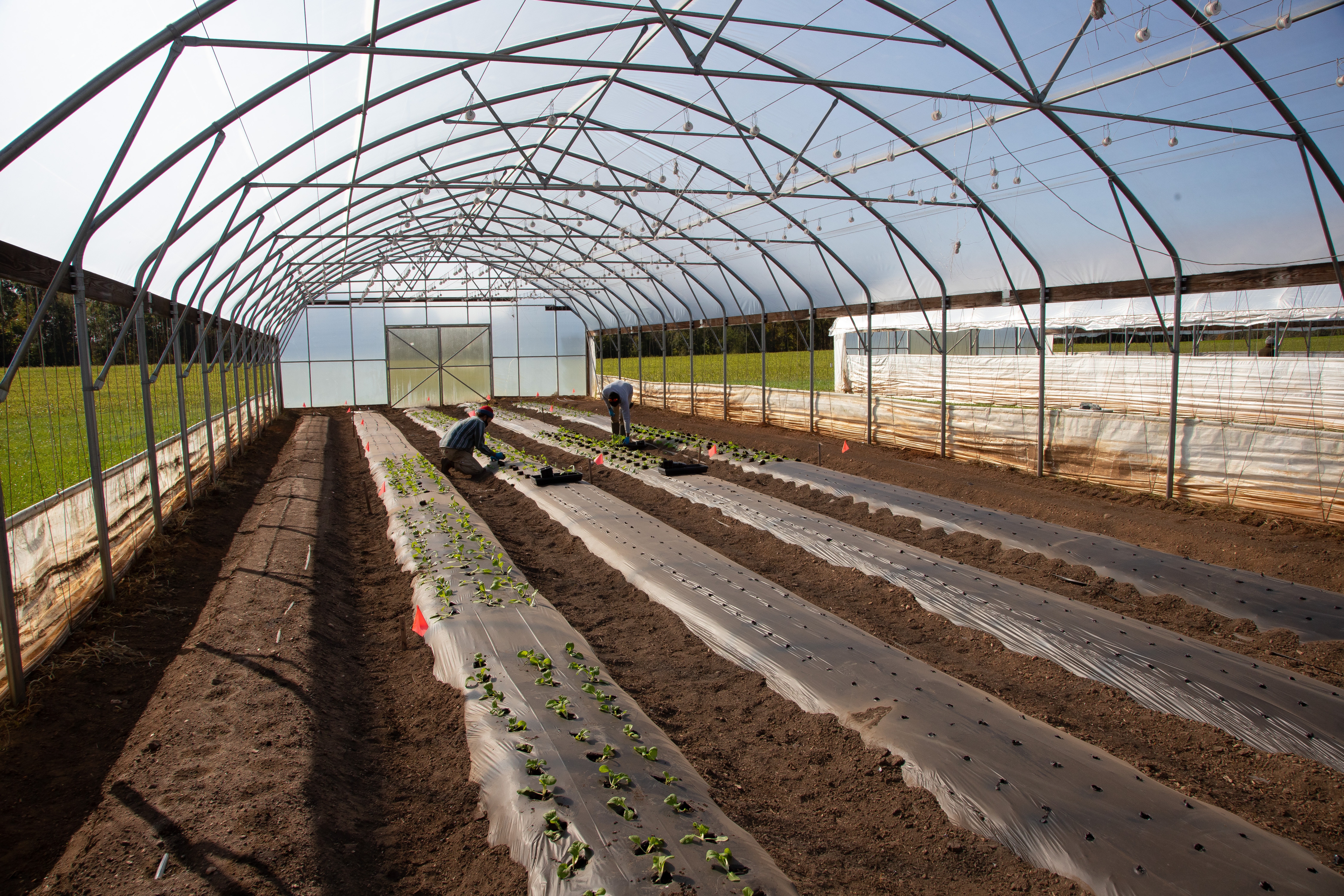 What are the characteristics of greenhouse frame structure in agricultural cultivation