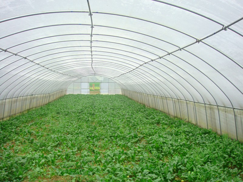 Single-span tunnel film greenhouse丨China manufacturer丨Commercial greenhouse design, suitable for flowers& vegetables planting