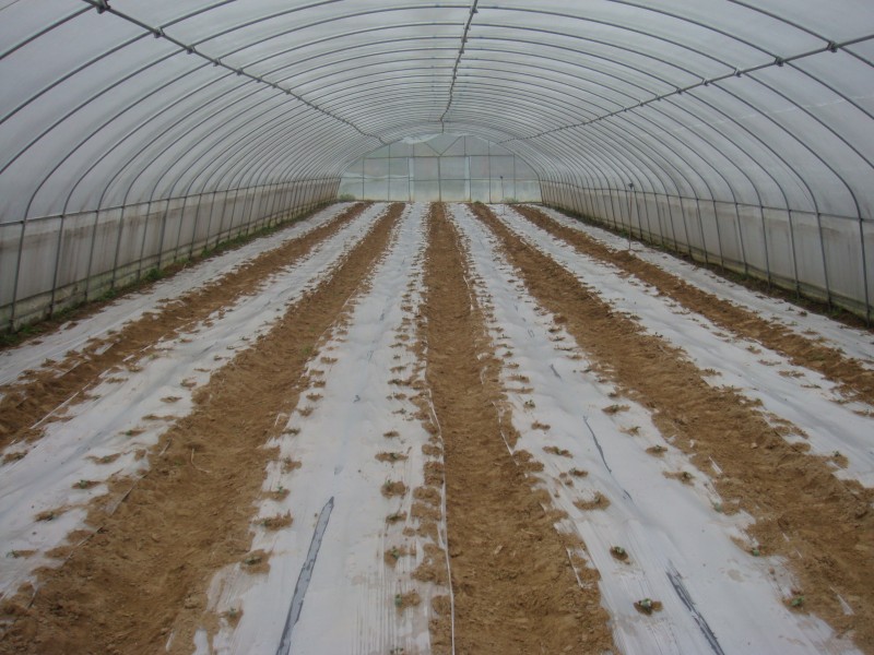 Serra a tunnel a campata singola丨Produttore cinese丨Design commerciale della serra, adatto per piantare fiori e ortaggi
