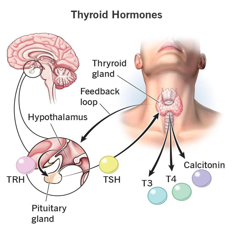 Thyroid Funtion yog dab tsi