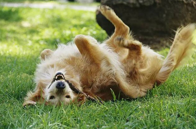 Чому собаки люблять гратися в багнюці?