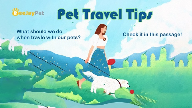 Beejay Pet Travel Tips