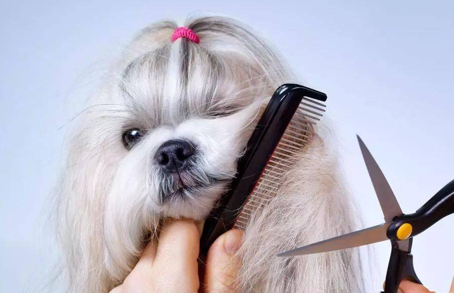 Simpul rambut anjing bagaimana caranya?Itu bisa dilakukan di rumah!