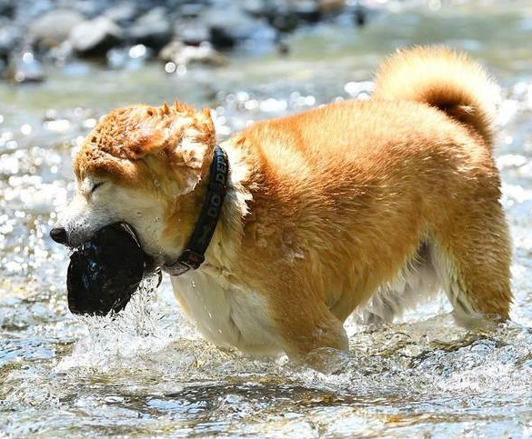 Hunder får ikke solstikk hvis de leker slik i varmt vær!