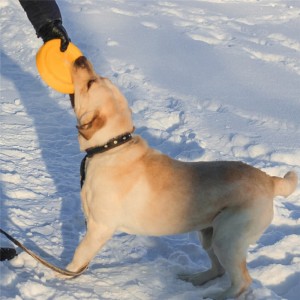 EVA Holdbart interaktivt udendørs fitness-hundetræningslegetøj