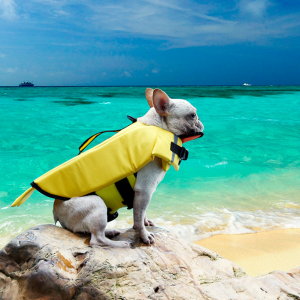 Safety Cute Duck Shark Pet Dog Save Life Jacket Vest
