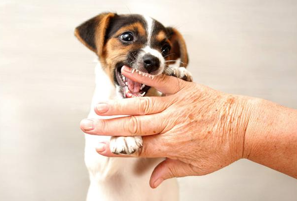 Warum beißen Hunde ihren Besitzern in die Hände?