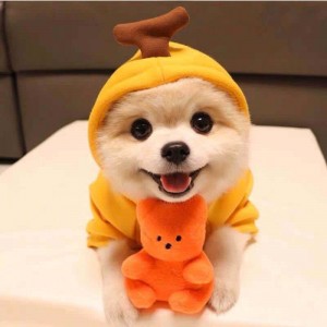 Super Cute Dog Hoodie Fruits Basic Sweater Coat