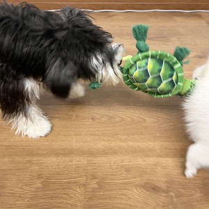 Turtle cotton rope ocean series squeaky plush pet dog chew toys