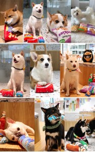 Cola & Juice Dog Squeaky Plush Toys