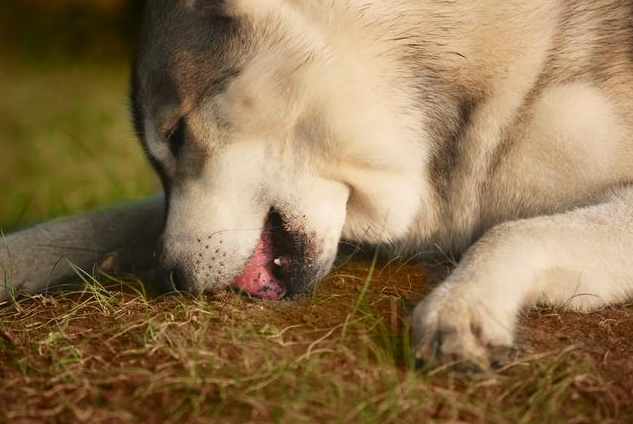 Why do dogs eat dirt?