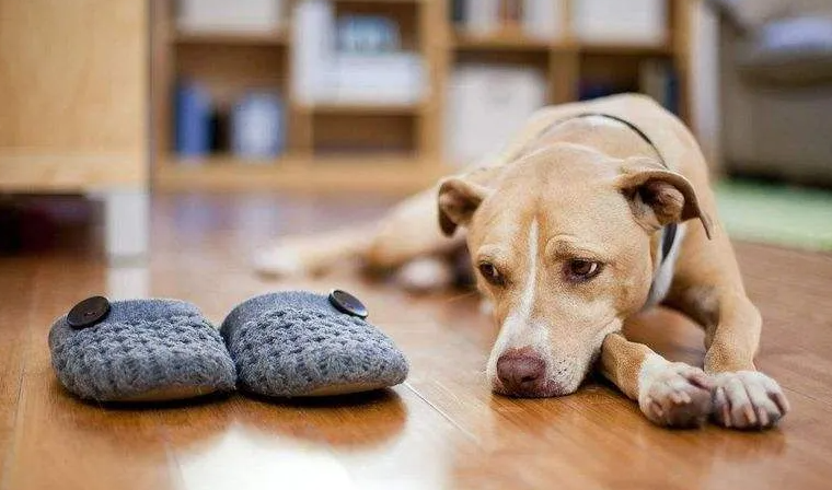 Peki köpekler neden "gürültülü" oyuncakları sever?