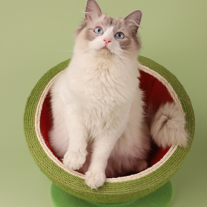 Creative Watermelon Sisal Cat Bed Scratcher cat ປີນຂຶ້ນ