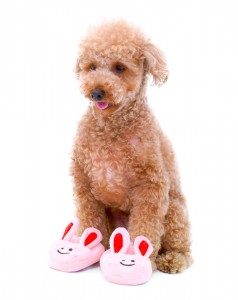 Mignon lapin pantoufle concepteur doux en peluche grinçant animal de compagnie à mâcher en peluche chien doux chiot jouets