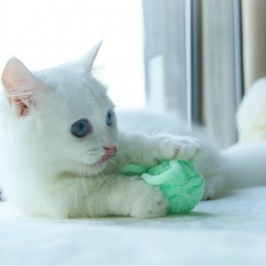 Daudzkrāsains augstas kvalitātes mācību rotaļlieta kaķu bumbiņas kaķu plīša rotaļlietas