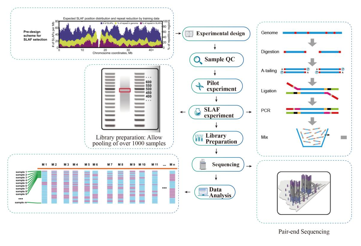 Specific-Locus Amplified Fragment Sequencing (SLAF-Seq)