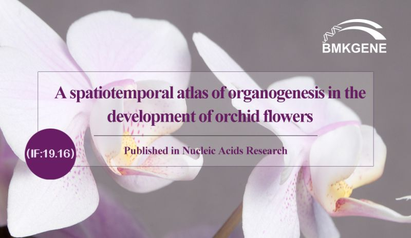 Famoaham-boky miavaka-Atlas spatiotemporal momba ny organogenesis amin'ny fivoaran'ny voninkazo orkide