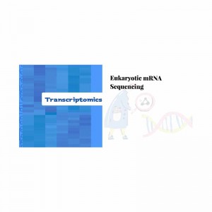 Factory Cheap Hot Genome Sequencing Companies - Eukaryotic mRNA sequencing – Illumina – Biomarker